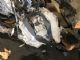 Mitsubishi Mirage A03A 2013-on Automatic Transmission